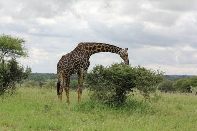 5 Days / 4 Nights Join group safari - Open-Roof 4x4s and Small-Group Viewing: The Comfort Advantage