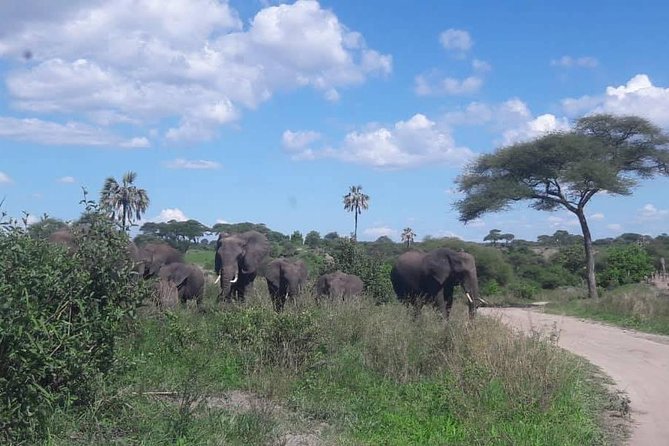 5 Days African Safaris - Ngorongoro Crater: dense wildlife viewing in one big bowl