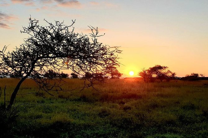 5 Days African Safaris - Game drives, meals, and the small comforts that matter on safari