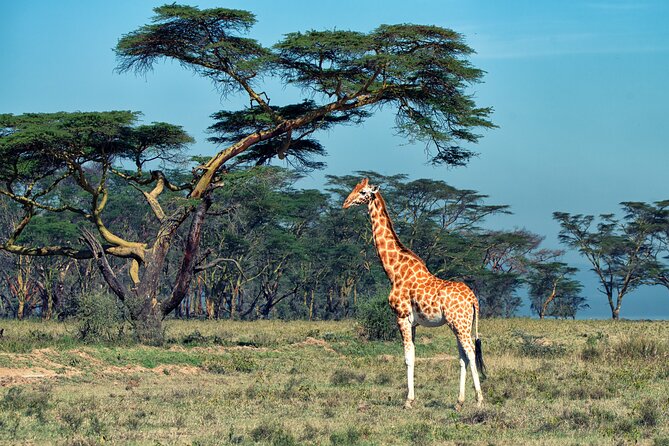 5 Days Budget Safari in Tanzania - Day 3 A 6 AM Serengeti Sunrise and the Shift Toward Ngorongoro