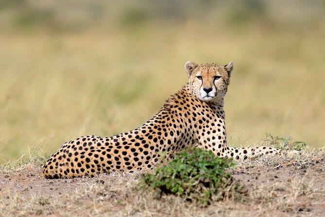 5 Days Budget Safari in Tanzania - Day 5 Lake Manyara, Tree-Climbing Lions and Flamingo Time