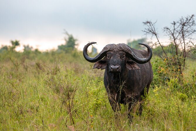 5 Days Budget Safari in Tanzania - The Human Factor, Guides and Kitchen Team That Make the Difference