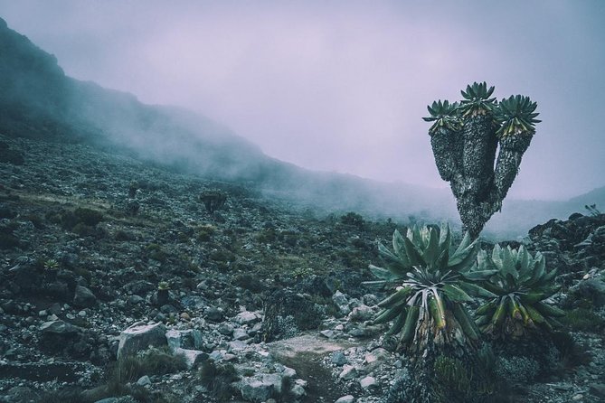 5 Days cheapest Kilimanjaro Marangu Route - Day 4: Coffee Wake-Up, Gilman’s Point, Uhuru Peak, and Down to Horombo