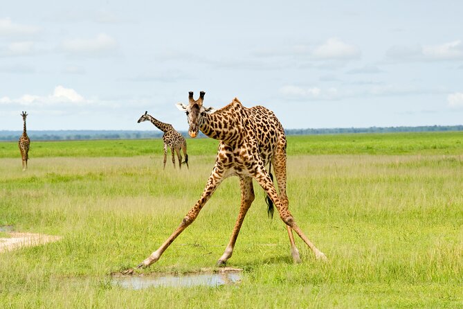 5 Days Comfort Safari in Tanzania - Key highlights to know before you go
