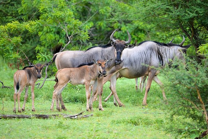 5 Days Fantastic Tanzania Lodge Safaris - Tarangire National Park: elephants, baobabs, and a classic open-jeep feeling