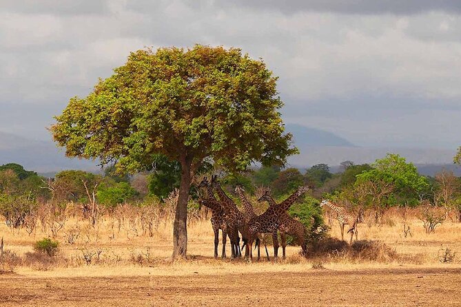 5 Days Fantastic Tanzania Lodge Safaris - Serengeti by midday: kopjes, predators, and migration country