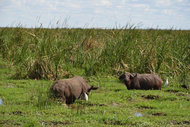 5 Days Group Camping Safari - How This Arusha Camping Safari Works, Day By Day