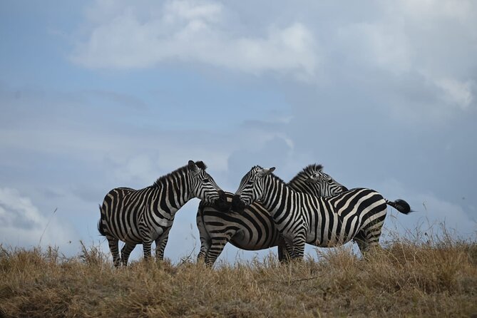 5 Days Group Camping Safari - Day 2 Lake Manyara: Flamingos by season, plus the hippo pond