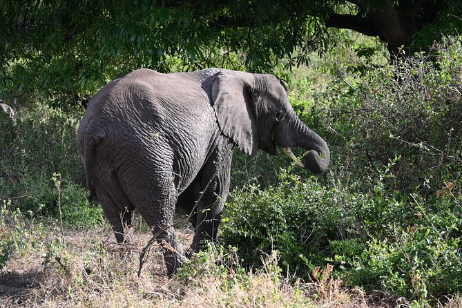 5 Days Group Camping Safari - Days 3 and 4 Serengeti: Seronera river area and the timing that helps