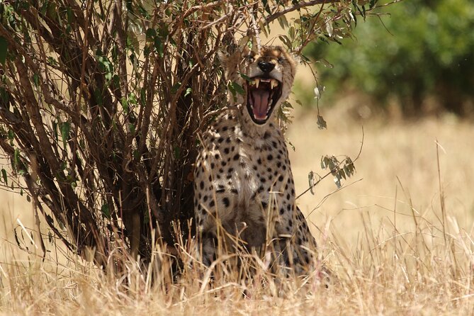 5 Days Group Camping Safari - Day 4 en route to Ngorongoro, then overnight near the crater