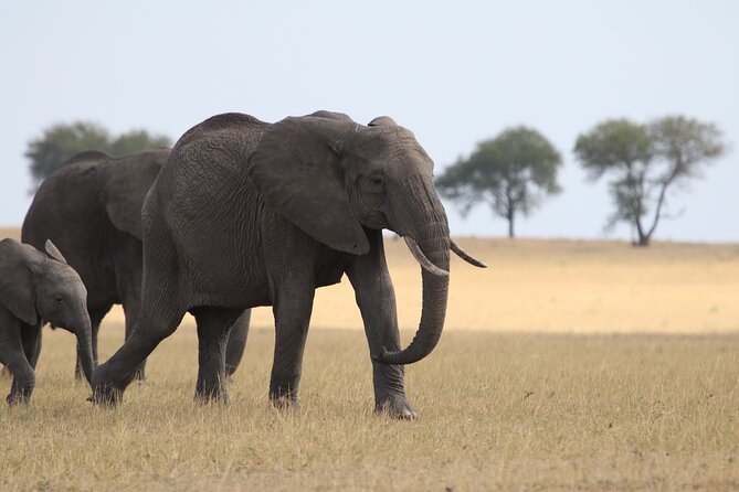 5 Days Group Camping Safari - Day 5 Ngorongoro Conservation Area: the crater drop, predators, and Lake Magadi