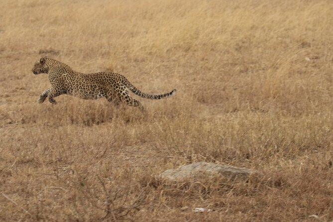 5 Days Group Camping Safari - Camping reality: comfortable tents, good meals, and what to expect