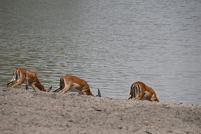 5 Days Group Camping Safari - Small Group, Serious Game-Spotting, and Emanuel’s Reputation