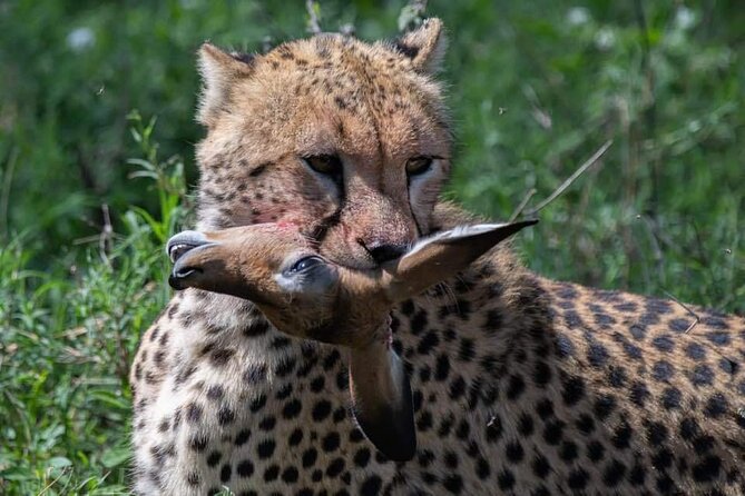 5-Days Lake Manyara, Serengeti, Ngorongoro Crater and Tarangire - Why this 5-day route works: Arusha, then Manyara, Serengeti, Ngorongoro, Tarangire