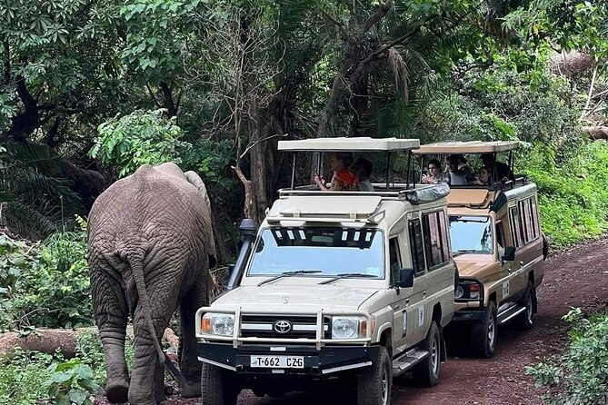 5-Days Lake Manyara, Serengeti, Ngorongoro Crater and Tarangire - Day 2 and Day 3 in Serengeti: Seronera area time plus real repeat sightings