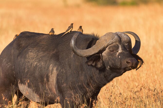 5 Days Lodge Luxury: A Taste of Tanzania Safari - What 5 days of “lodge luxury” really feels like