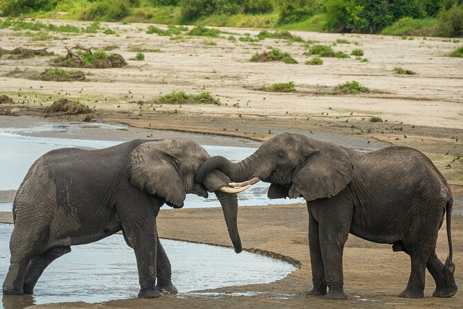 5 Days Lodge Luxury: A Taste of Tanzania Safari - Ngorongoro Crater: the 610-meter drop where animals stay close