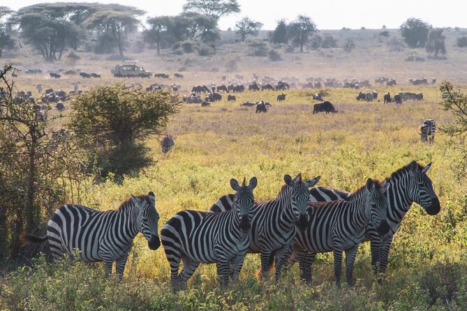 5 Days Lodge Luxury: A Taste of Tanzania Safari - Maasai culture time: ask good questions and keep it respectful