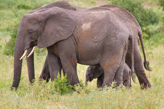 5 Days Lodge Luxury: A Taste of Tanzania Safari - Lodge life between the parks, with views over Lake Manyara