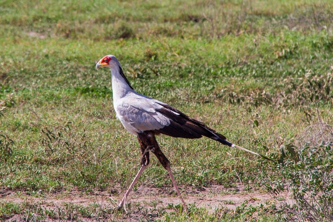 5 Days Lodge Luxury: A Taste of Tanzania Safari - Price and value: where your $2,693.00 per person goes