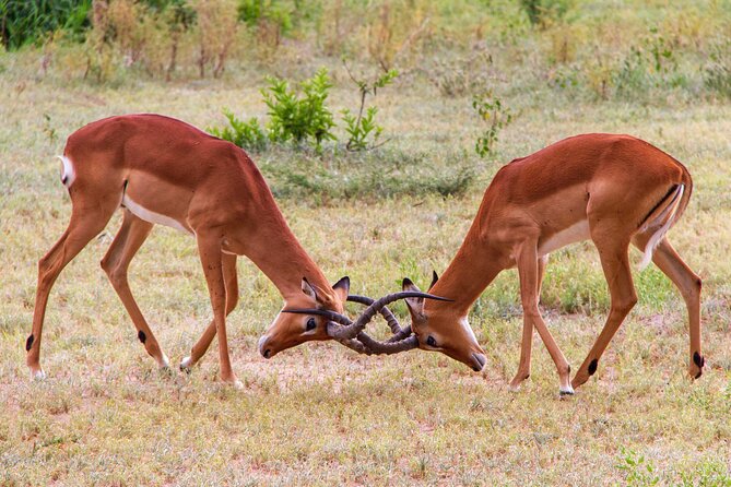 5 Days Lodge Luxury: A Taste of Tanzania Safari - Usa River arrival day: get your bearings before the safari grind