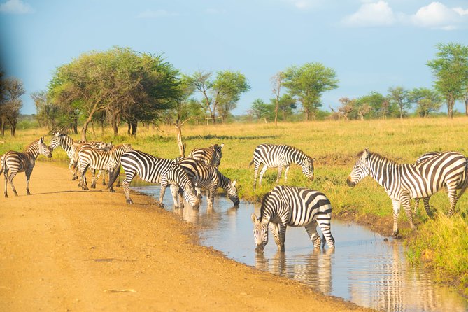 5 Days Lodge Safari. - Where This 5-Day Lodge Big Five Safari Makes Sense
