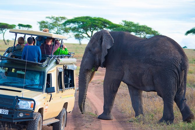 5 Days Lodge Safari. - Day 3: Serengeti Game Drive Time, Visitor Centre Stops, and Rain-Driven Animal Logic