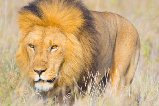 5 Days Lodge Safari. - Day 4: Ngorongoro Conservation Area Approach, Predators at Water, and Rim Sunset Potential