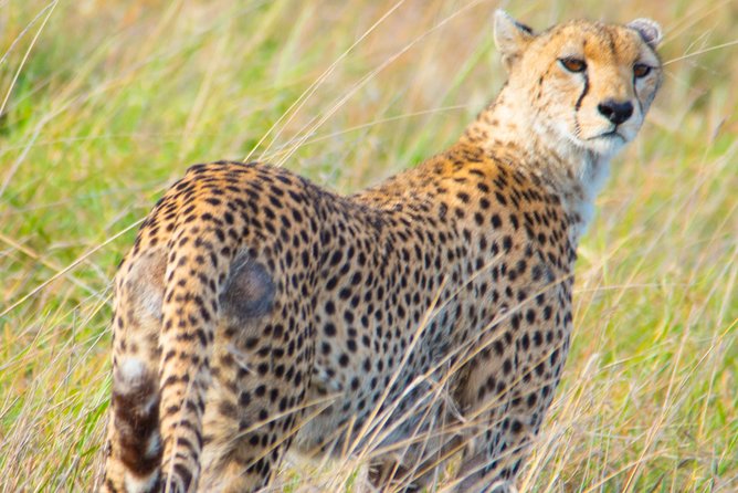 5 Days Lodge Safari. - Day 5: Ngorongoro Crater Descent, Big Five Chances, and the Efficient Afternoon Return
