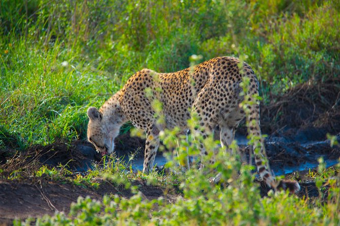 5 Days Lodge Safari. - The Best Fit for This Safari Style