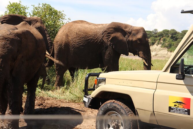 5 Days Lodge Safari - Tarangire, Serengeti, Ngorongoro & Manyara - Serengeti Day 2: Plains Time, Picnic Lunch, and Predator Odds