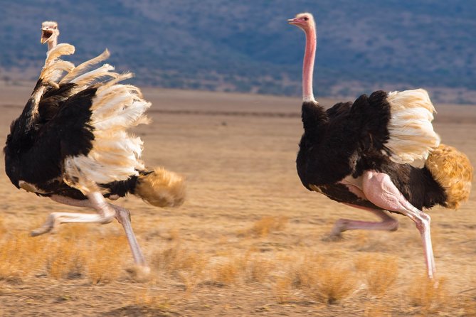 5 Days Lodge Safari. - Day 1: Lake Manyara National Park and Flamingo-Lion Country