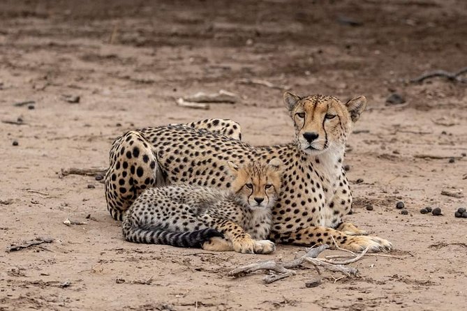 5 Days Luxury Lodge Safari Tour Tanzania - A Luxury 5-Day Circuit That Hits Tanzania’s Heavy Hitters