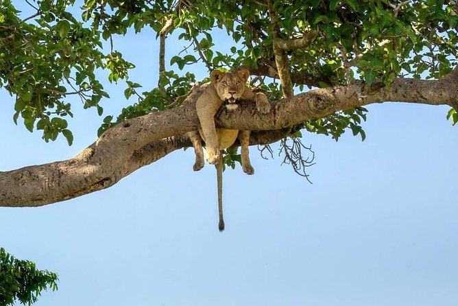 5 Days Luxury Lodge Safari Tour Tanzania - Day 1 Tarangire: Afternoon Drives, Sunset Energy, and Sopa Lodge Comfort