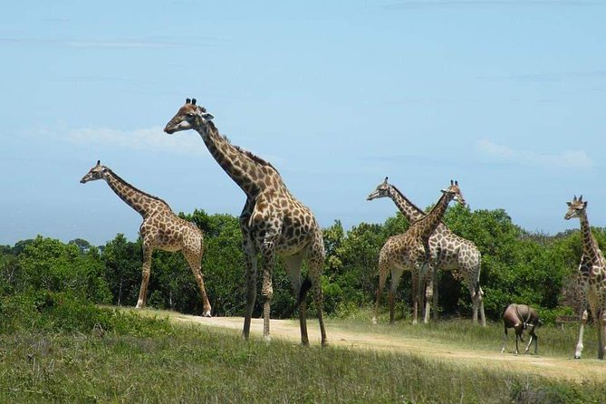 5 Days Luxury Lodge Safari Tour Tanzania - Day 2 Serengeti: Enter Through Naabi Hill Gate and Keep Your Camera Ready