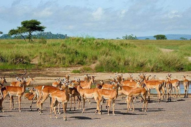 5 Days Luxury Lodge Safari Tour Tanzania - Day 3 Serengeti at 6:00 AM: Sunrise, Then Big-Plain Animal Hunting