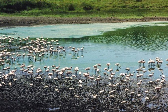 5 Days Luxury Lodge Safari Tour Tanzania - Day 4 Serengeti to Ngorongoro Highlands: Half-Day Drives and a Change of Mood