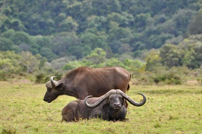 5 Days Luxury Lodge Safari Tour Tanzania - Day 5 Ngorongoro Crater Floor: Expect Close Wildlife, Plus a Black Rhino Wish