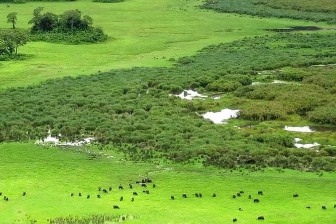 5 Days Luxury Lodge Safari Tour Tanzania - Price and Value: What You Pay For, and What You Still Need to Budget