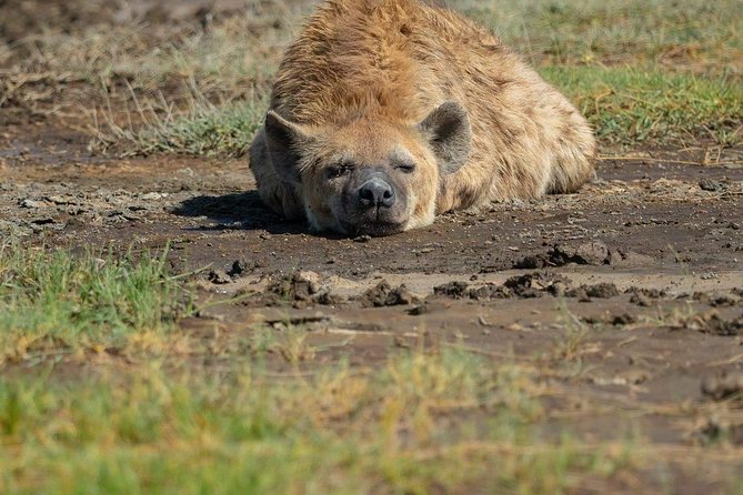 5 Days Luxury Lodge Safari Tour Tanzania - Your Base: Sopa Lodges and Meals That Keep You Refueled
