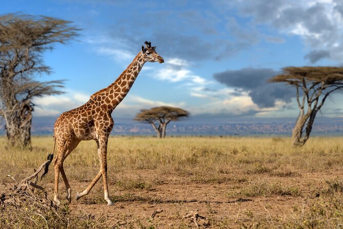 5 Days Mid-Range Group Safari with Accommodation - Key highlights I’d plan around