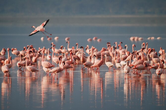5 Days Northern Tanzania Safari- Lodging - Key highlights in plain terms