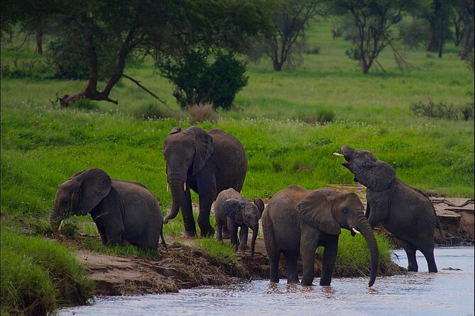 5 Days Northern Tanzania Safari- Lodging - Tarangire National Park: baobabs, birds, and dry-season water stories