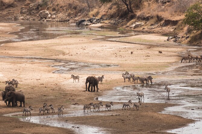 5-Days Private Midrange Safari: Serengeti, Ngorongoro & Manyara - Lake Manyara finale: tree-climbing lions and serious bird power
