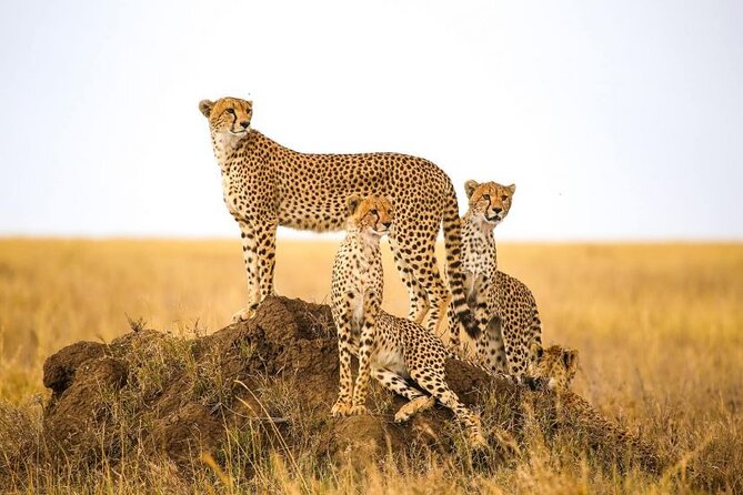 5-Days Private Safari in Tanzania with Pick Up - A 5-day Tanzania safari that actually covers the big hits