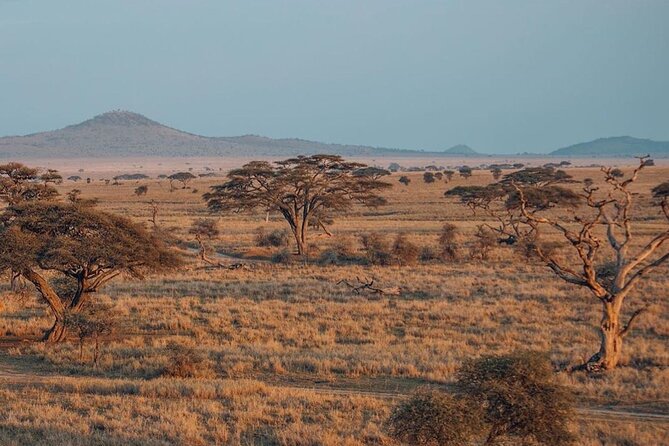 5-Days Private Safari Tour in Trangire, Serengeti, and Ngorongoro Crater - Serengeti travel day: the long drive that pays off in big views