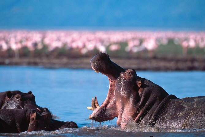 5-Days Private Safari Tour in Trangire, Serengeti, and Ngorongoro Crater - Lodging style and what to expect from the included comfort
