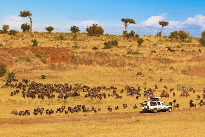 5 Days Private Safari Tour & Maasai village Visit Tanzania - Day 4: another Serengeti game drive, then on to Ngorongoro camp