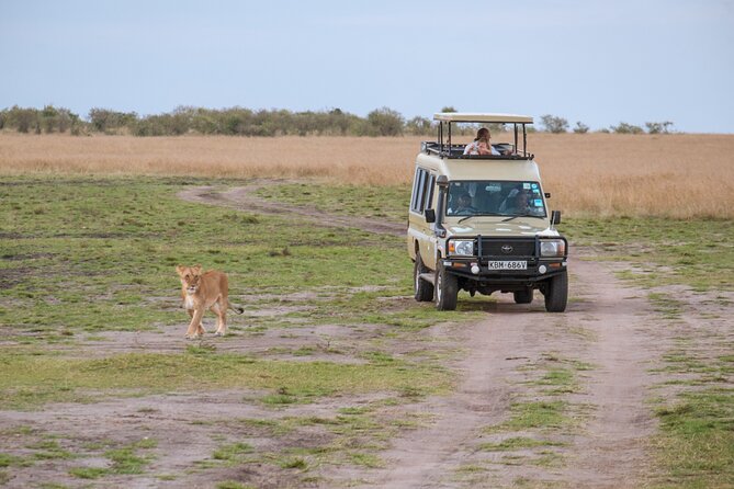 5 Days Private Safari Tour & Maasai village Visit Tanzania - Day 1 at Lake Manyara: tree-climbing lions and a lodge base that works