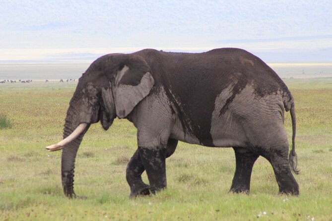 5-Days Private Tanzania Safari Tour - Key things that make this safari worth your attention